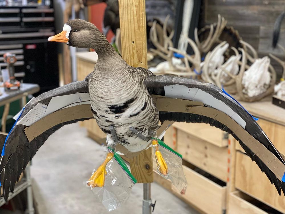 Whitebone Taxidermy - taxidermy in Augusta, KS