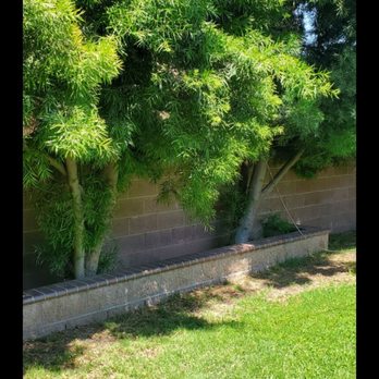 Mendoza's Tree Services - Before - Tree Services Near Me - Hacienda Heights, California Mendoza's Tree Services - Before - Tree Services Near Me - Hacienda Heights, California