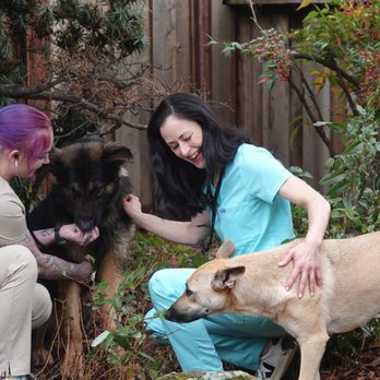 Maverick Veterinary Surgery Service - Veterinarians Near Me - Concord, California Maverick Veterinary Surgery Service - Veterinarians Near Me - Concord, California