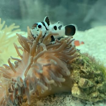Petco - Black storm clown fish - Pet Groomers Near Me - Annapolis, Maryland