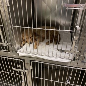 Petland Dallas Preston - Before Boomer died - Pet Stores Near Me - Dallas, Texas