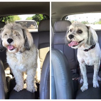 Ok Pet Grooming - Before and After - Pet Groomers Near Me - Santa Clara, California Ok Pet Grooming - Before and After - Pet Groomers Near Me - Santa Clara, California
