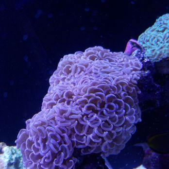 Ellis Aquatics - Pink tip hammer - Local Fish Stores Near Me - Compton, California Ellis Aquatics - Pink tip hammer - Local Fish Stores Near Me - Compton, California