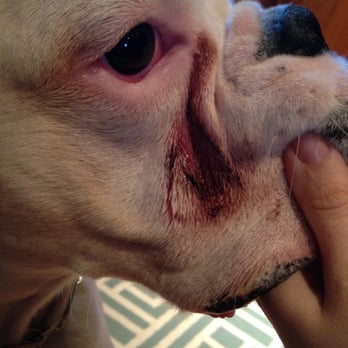Pawsitive Actions Pet Care & Training - Deep cut that went unexplained. - Dog Walkers Near Me - Boston, Massachusetts Pawsitive Actions Pet Care & Training - Deep cut that went unexplained. - Dog Walkers Near Me - Boston, Massachusetts