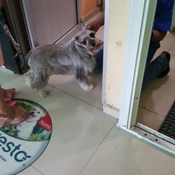Clinica Medico Veterinario Bonampack - Estetica Canina