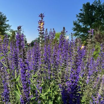Freddy Hill Farms - Their flowers - Ice Cream & Frozen Yogurt Near Me - Lansdale, Pennsylvania