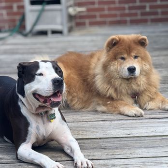 Prestige Pets - Pet Sitting Near Me Prestige Pets - Pet Sitting Near Me