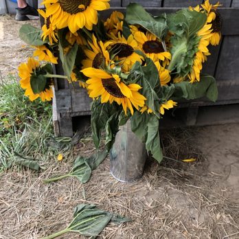 Beasley's Orchard - Bucket of sunflowers for $20 - Farmers Market Near Me - Danville, Indiana