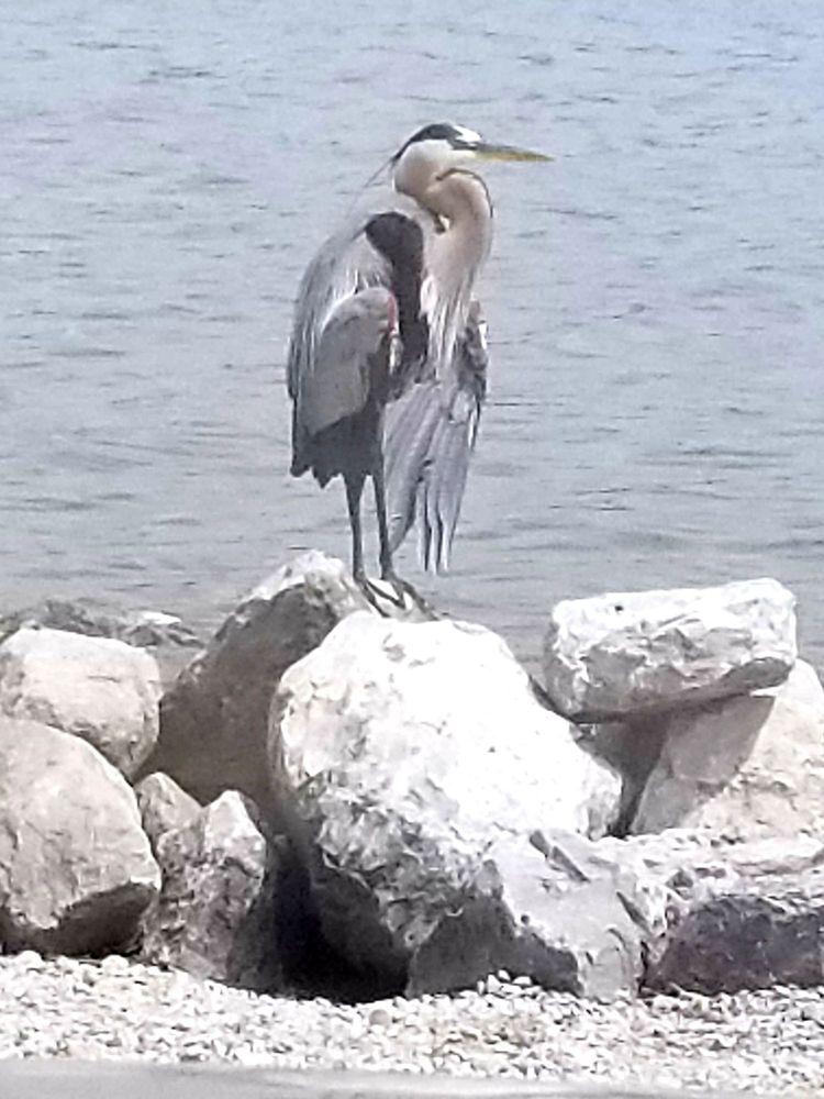 Mary Ann Nelson Park