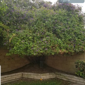 tree service - Before: Large orange tree - Tree Services Near Me tree service - Before: Large orange tree - Tree Services Near Me