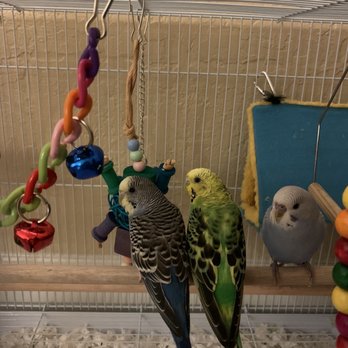 PetSmart - Bird I bought at this location on far right - doing much better and not lonely anymore :) - Pet Groomers Near Me - San Diego, California