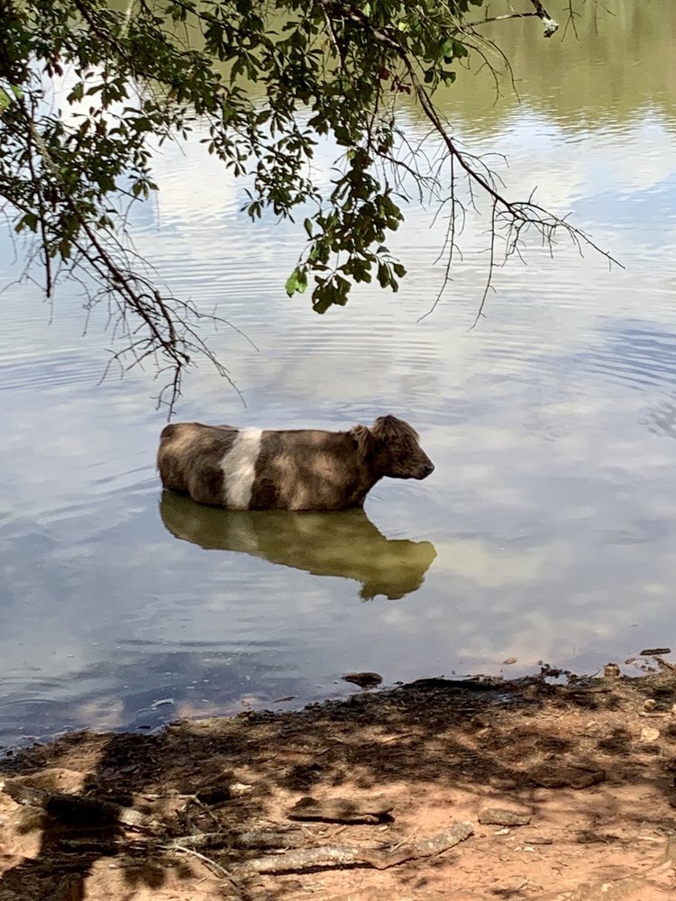 PINE MOUNTAIN WILD ANIMAL PARK Updated August 2024 66 Photos 1300