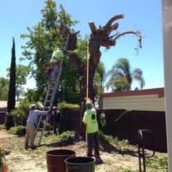 Hardy's Tree Service - Brazilian Pepper Tree