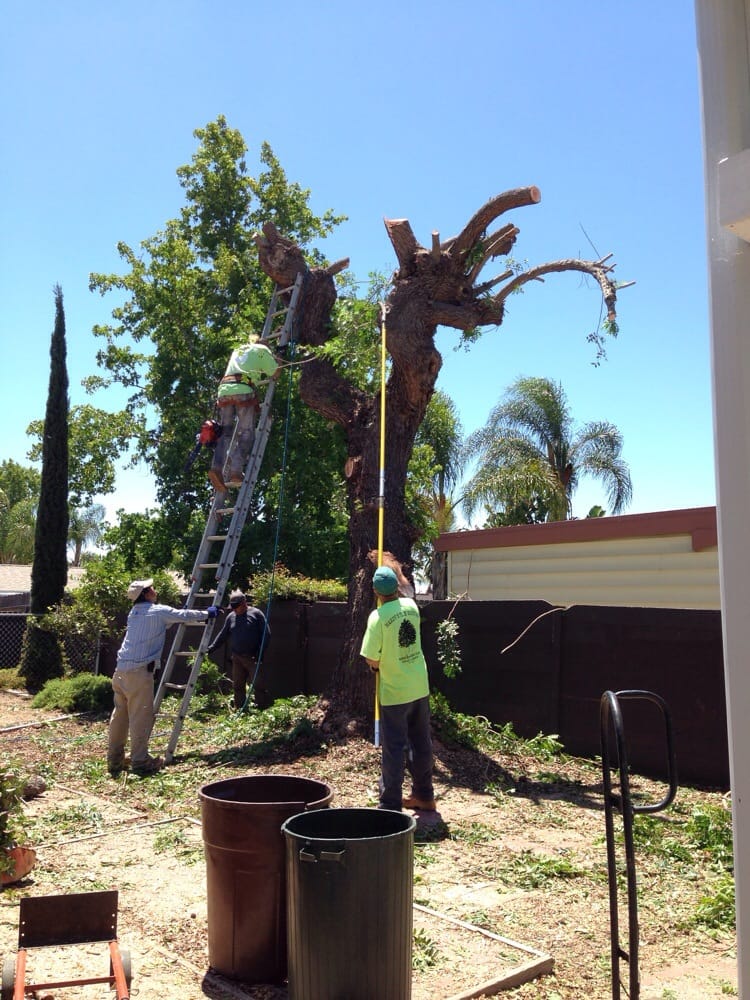 Hardy's Tree Service - tree service in San Diego, CA