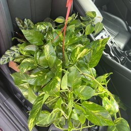 all the plants were just gorgeous