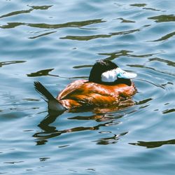 Lakeview Park - Blue-billed Duck