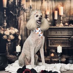 Spoiled Mutts - October 2026