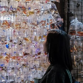 金魚街 - Pet Stores Near Me - Hong Kong, HK