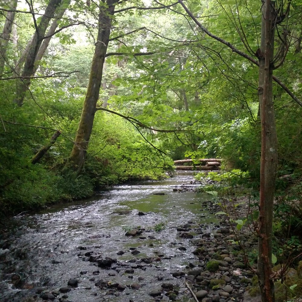 Forest hike