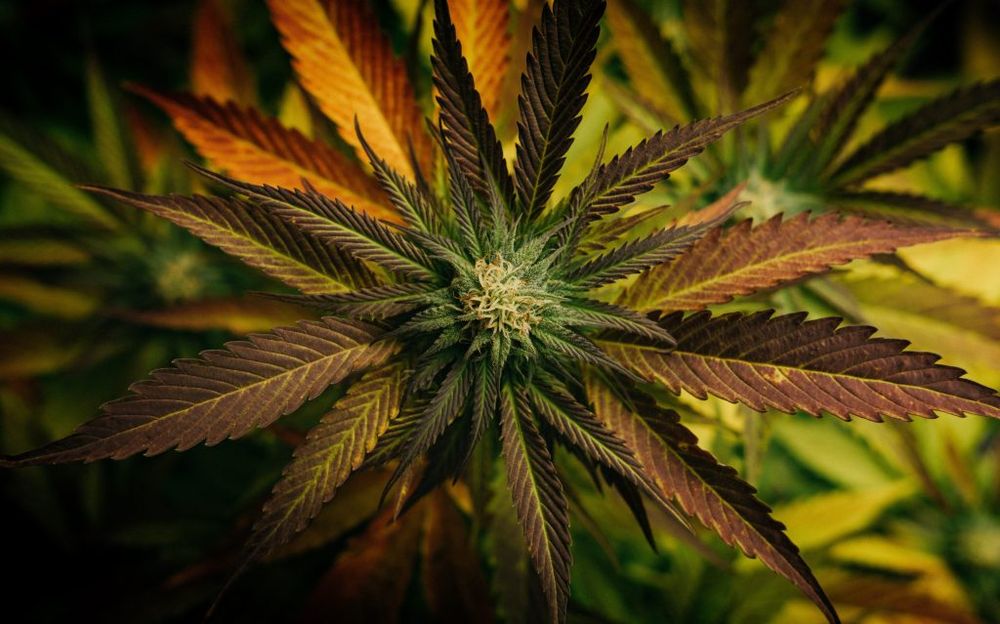 Grass Station 49 Weed Dispensary Fairbanks