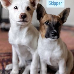 Amazing Strays Rescue - Mary Ann and Skipper rescued from Mexico
