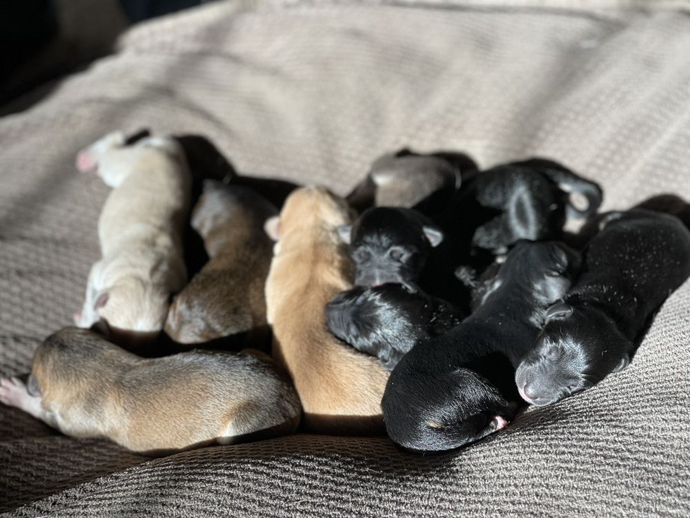 DIG DOG HOTEL AND DAYCARE Updated October 2024 10 Photos & 11