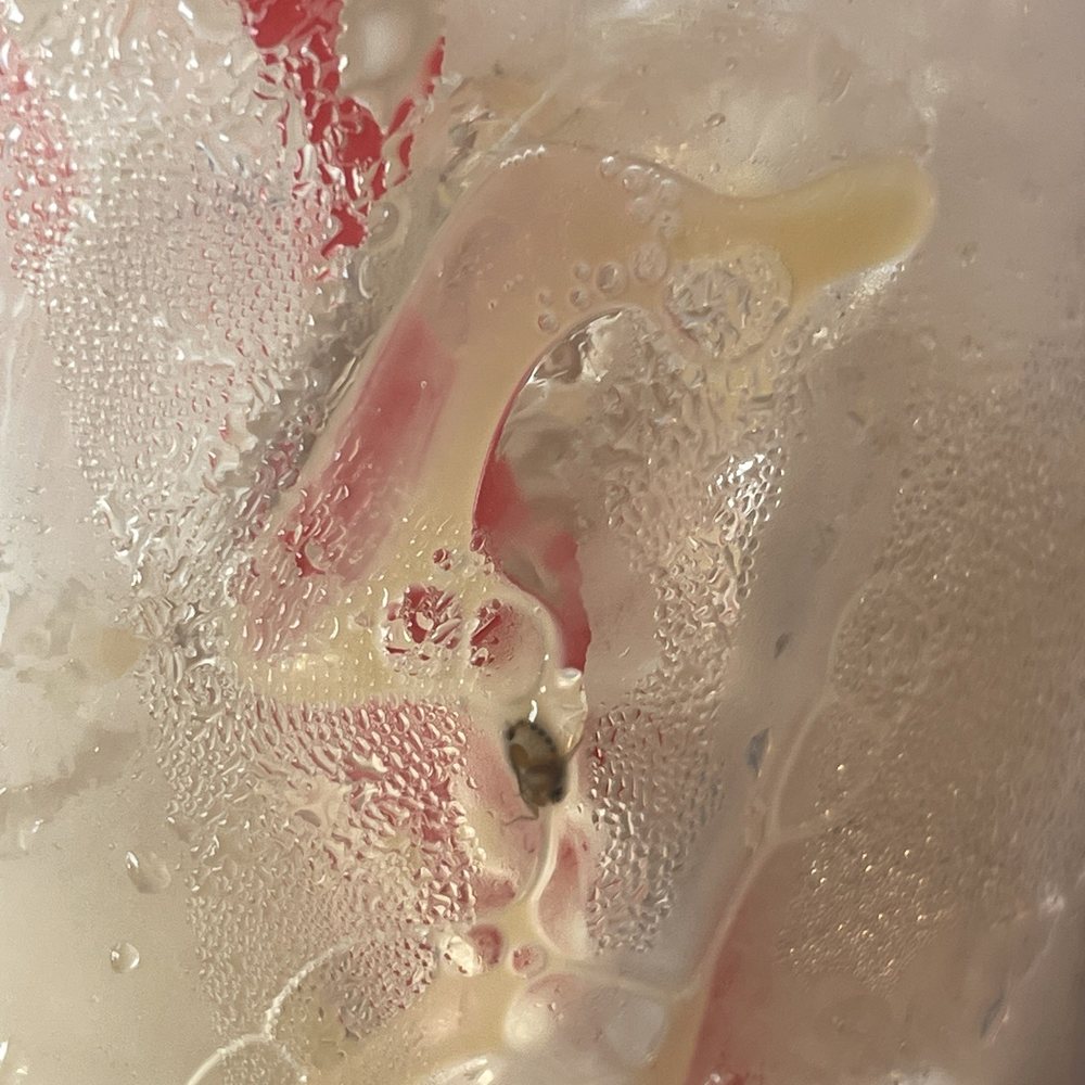 Donut Time - Discovered a bug in my coffee. Gross! - Donuts Near Me - Sacramento, California Donut Time - Discovered a bug in my coffee. Gross! - Donuts Near Me - Sacramento, California