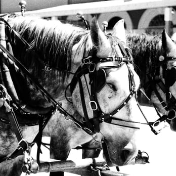 Tombstone - A closer shot of some of the horses that pull the tour carraiges. - Local Flavor Near Me