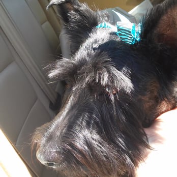 Messy Mutt - Maddie with her pretty bow - Pet Groomers Near Me Messy Mutt - Maddie with her pretty bow - Pet Groomers Near Me