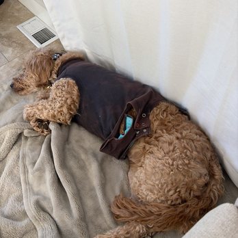 Sploot Veterinary Care - Highlands Ranch - Veterinarians Near Me - Highlands Ranch, Colorado Sploot Veterinary Care - Highlands Ranch - Veterinarians Near Me - Highlands Ranch, Colorado