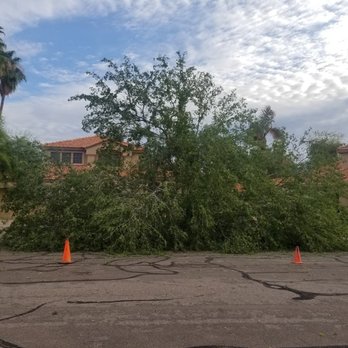 Chips Tree & Landscape - Tree Services Near Me - Glendale, Arizona Chips Tree & Landscape - Tree Services Near Me - Glendale, Arizona