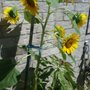 Photo of Esthetics by Silvana