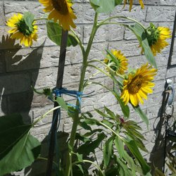 Esthetics by Silvana - Sunflowers in my entrance path