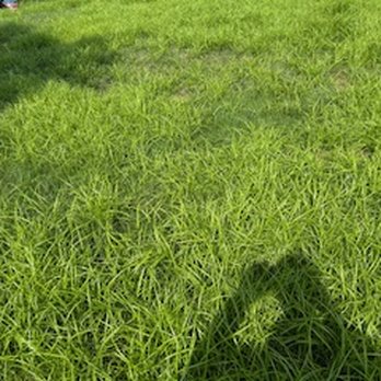 Weed Man - Pest Control Near Me - Cuddy, Pennsylvania