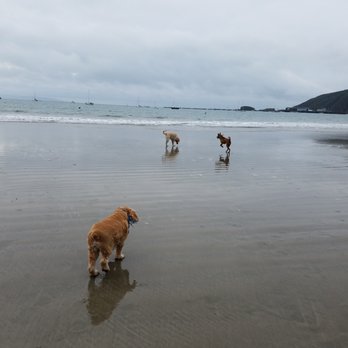 Fisherman's Beach - Dog Beach - Beaches Near Me - Avila Beach, California Fisherman's Beach - Dog Beach - Beaches Near Me - Avila Beach, California