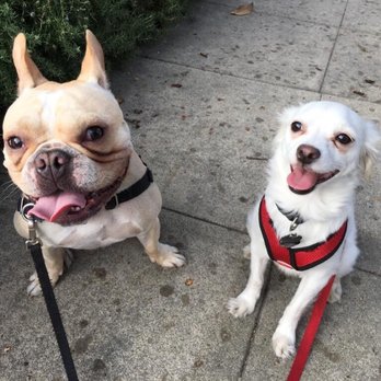 Yo Dog Walker - Dog Walkers Near Me