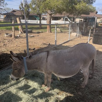 Carl's Damaged Pet Warehouse - Local Flavor Near Me - Gilbert, Arizona