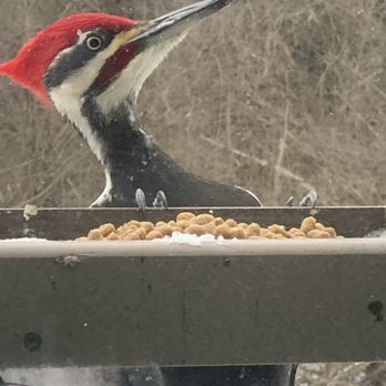 Wild Birds - A pileated woodpecker eating Bark Butter Bits! - Bird Shops Near Me - Columbia, Maryland Wild Birds - A pileated woodpecker eating Bark Butter Bits! - Bird Shops Near Me - Columbia, Maryland