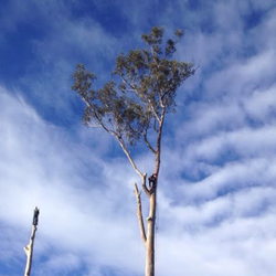 Summit Tree Care