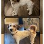 Photo of Ruff Cuts Pet Grooming