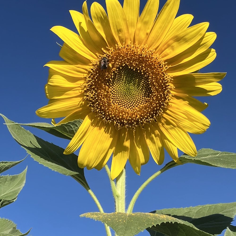 City of Phoenix - One of the first sunflowers to open! - Municipality Near Me - Phoenix, Arizona