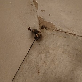 BH Environmental - I did my home swab a day after the bleach wipe down & 2 days later, 2nd growth after landlord 'fixed' area with bleach solution-Aug17 2024. - Damage Restoration Near Me