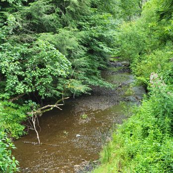 Hillman State Park - Creek - Parks Near Me - Burgettstown, Pennsylvania