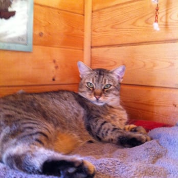 WHAR - Wolf - Neem- WHAR office mngr. Bob Cat hybrid. - Animal Shelters Near Me - Paso Robles, California