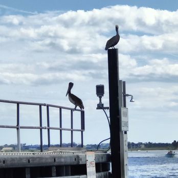 Florida Water Tours - Pelicans - Boat Tours Near Me - St. Augustine, Florida Florida Water Tours - Pelicans - Boat Tours Near Me - St. Augustine, Florida