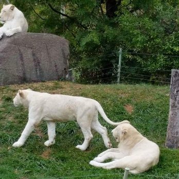 Toronto Zoo - White lions - Zoos Near Me - Toronto, Ontario Toronto Zoo - White lions - Zoos Near Me - Toronto, Ontario