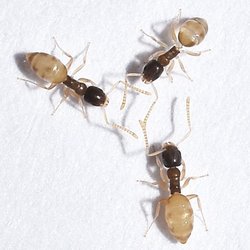 Infinite Pest Solutions - Ghost Ants