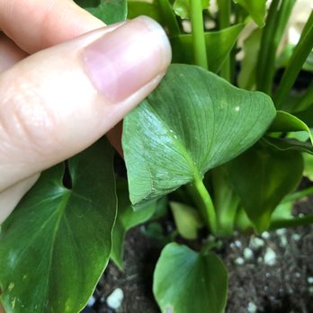 Van wingerden Greenhouses - Philodendron from Trader Joe's with what I think is whitefly larvae. - Nurseries & Gardening Near Me - Blaine, Washington Van wingerden Greenhouses - Philodendron from Trader Joe's with what I think is whitefly larvae. - Nurseries & Gardening Near Me - Blaine, Washington