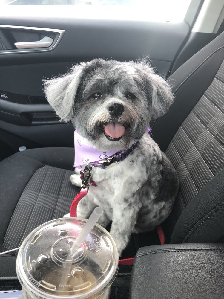 STYLE A DOG Updated August 2024 13 Photos 5421 Merrick Rd