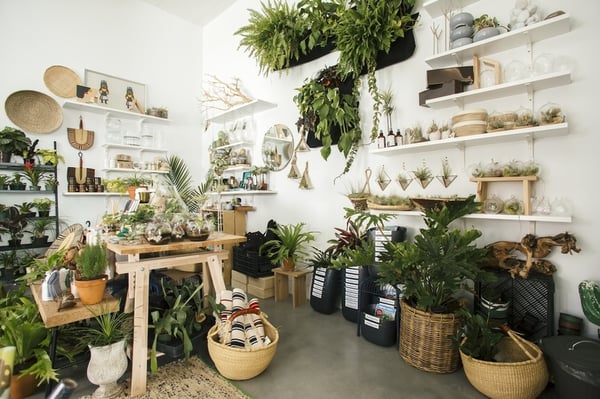 The ZEN Succulent by null